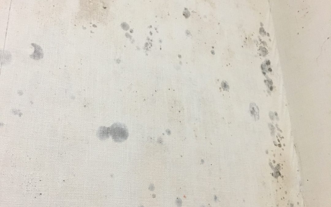 脱衣所クロスのカビ掃除